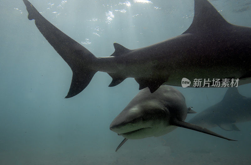 巴哈马比米尼的牛鲨(Carcharhinus leucas)